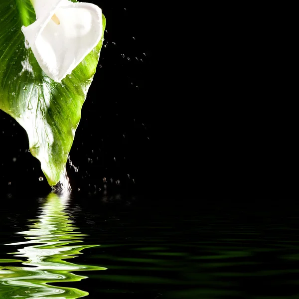 Beautiful flower and splash of water — Stock Photo, Image