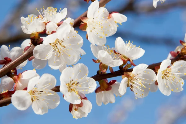 Voorjaarsbloemen — Stockfoto