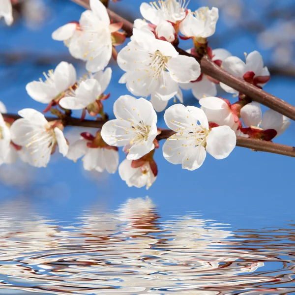 stock image Spring beauty