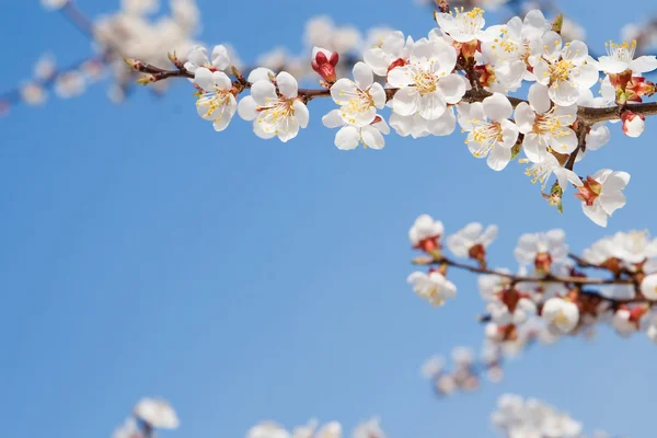 Beleza primavera — Fotografia de Stock
