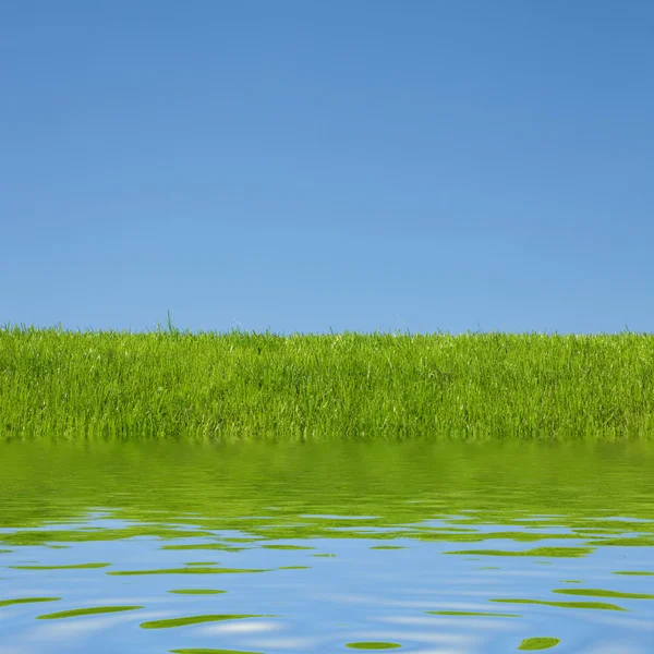 Свежая зеленая трава на голубом солнечном фоне неба — стоковое фото