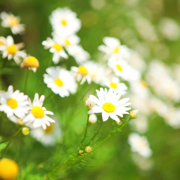 Fält med daisywheel — Stockfoto