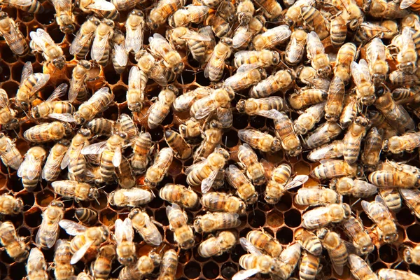 Beaucoup d'abeilles sur nids d'abeilles — Photo
