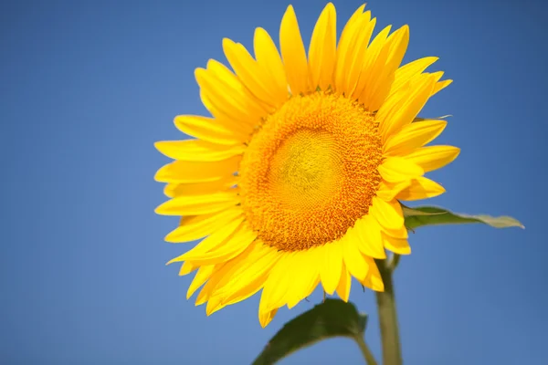 Erstaunliche Sonnenblume auf blauem Himmel Hintergrund — Stockfoto
