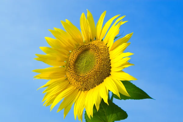 Sunflower in blue sky background — Stock Photo, Image