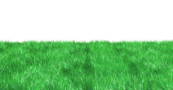 Färska gröna fältet på vit bakgrund — Stockfoto