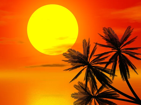 Rudý západ slunce a palm — Stock fotografie
