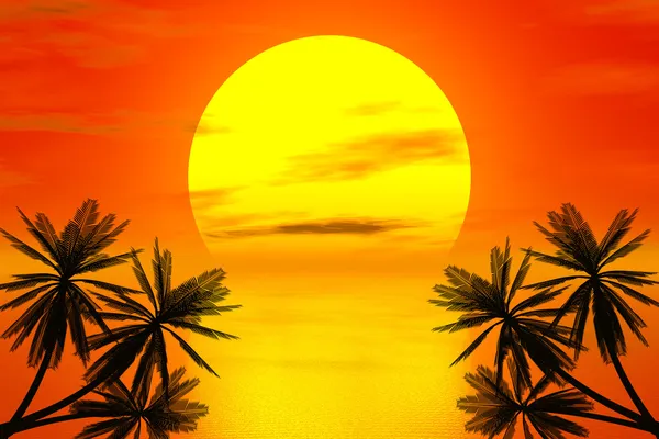 Coucher de soleil rouge et palme — Photo