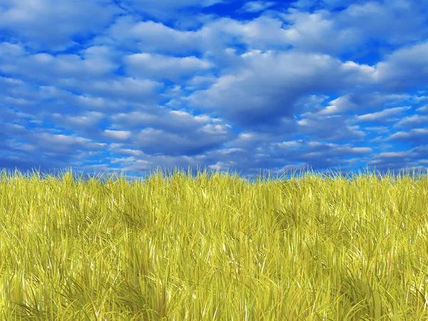 Fresh yellow grass on blue sunny sky background — Stock Photo, Image