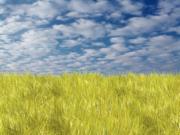 Свежая желтая трава на голубом солнечном фоне неба — стоковое фото