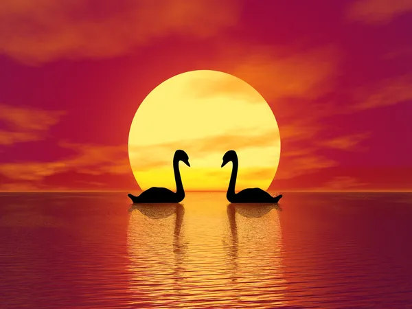 Röd solnedgång och svanar — Stockfoto