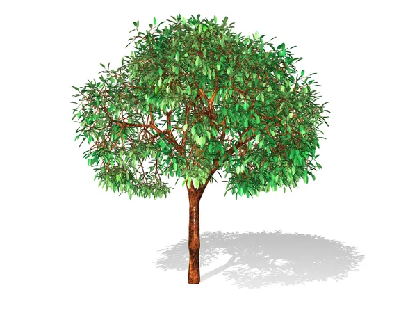 화이트에 고립 된 나무 — 스톡 사진