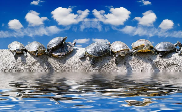 stock image You still work in office? Even turtles already sunbathe on the s