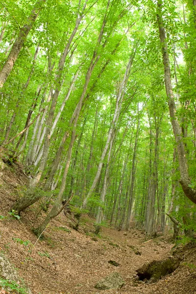 Bosque verde —  Fotos de Stock