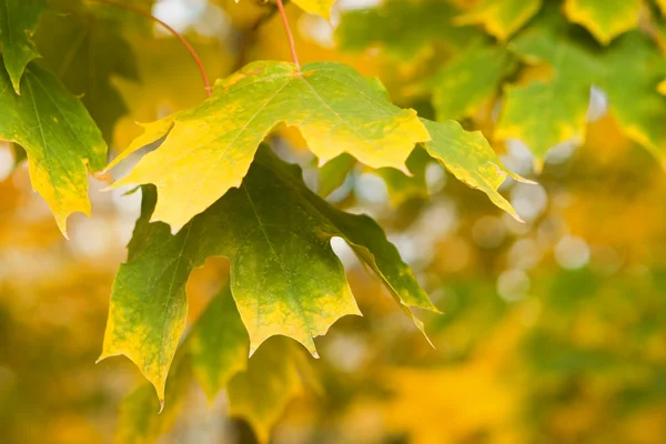 Stock image Autumn forest