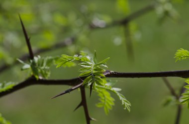 Bahar resimleri