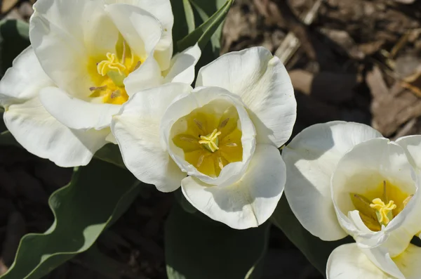 stock image Spring pictures