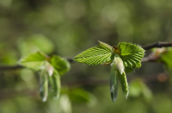 stock image Spring pictures