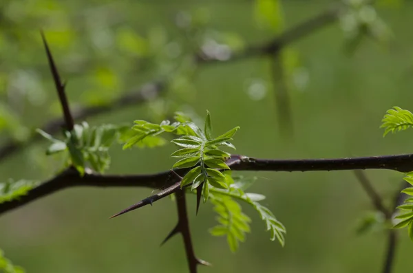 stock image Spring pictures