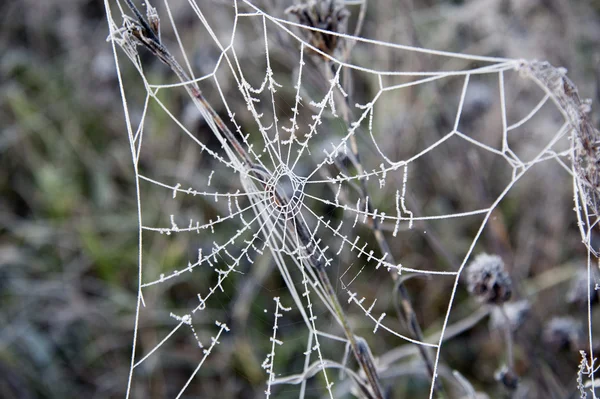 Frozen cobweb — Stock Photo, Image