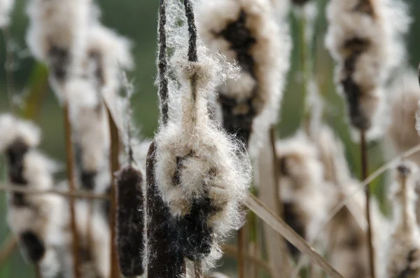 stock image Autumn reed heads