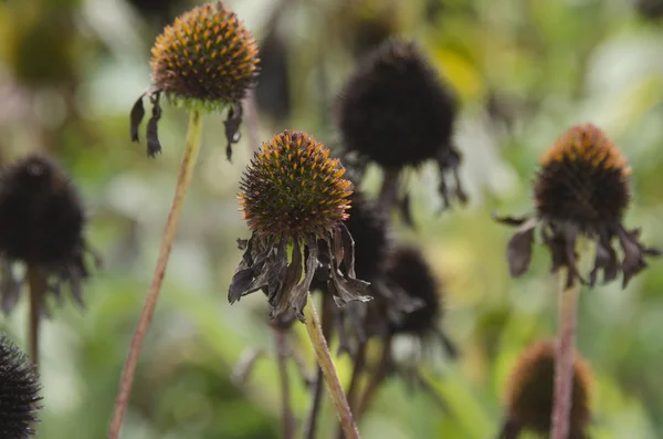 stock image Autumn flowers