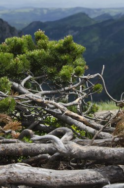 Tatra Dağları, Polonya