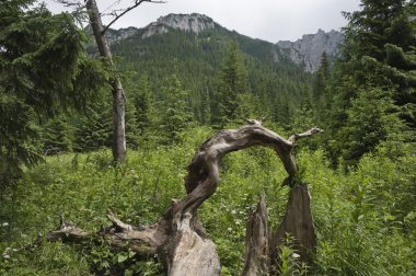 Tatra Dağları, Polonya