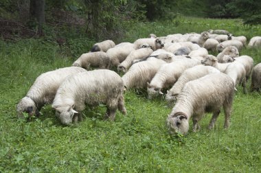 Tatra Dağları, Polonya