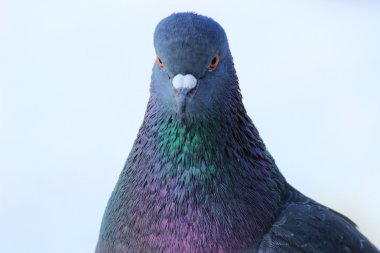 Isolated portrait of pigeon clipart