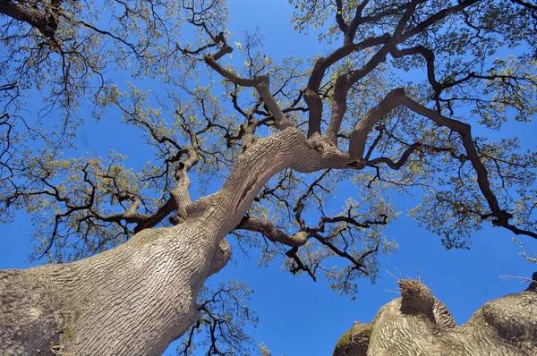 Ağaç dalları — Stok fotoğraf