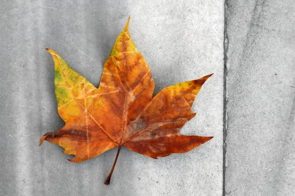 Stock image Autumn Leaf