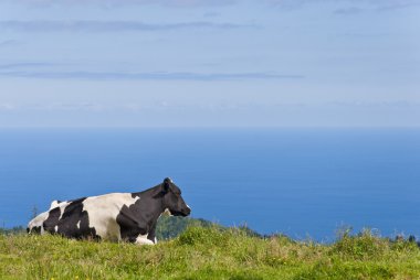 Cow By The Sea clipart