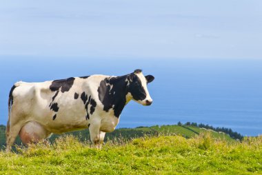 Cow By The Sea clipart