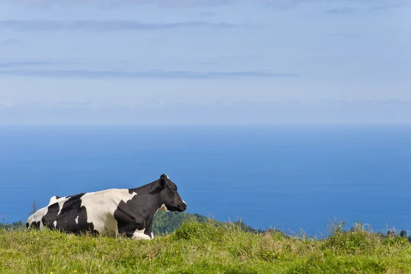 stock image Cow By The Sea