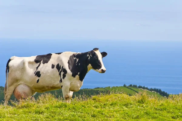 Cow By The Sea — Stock Photo, Image