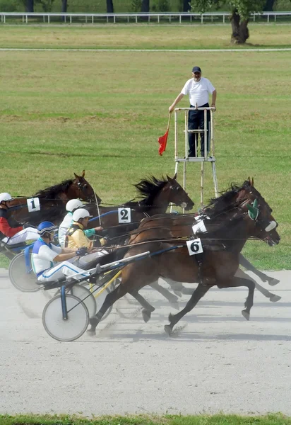Horse race — Stock Photo, Image