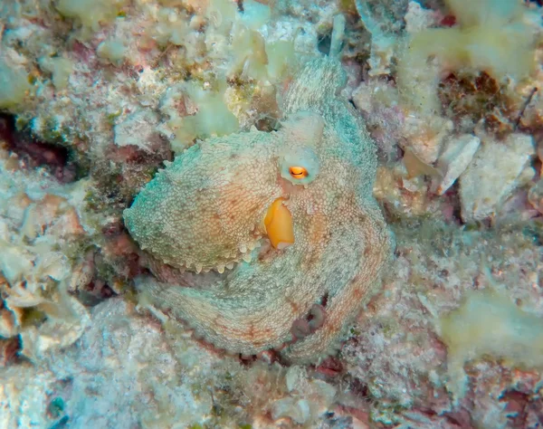 stock image Mediterranean octopus