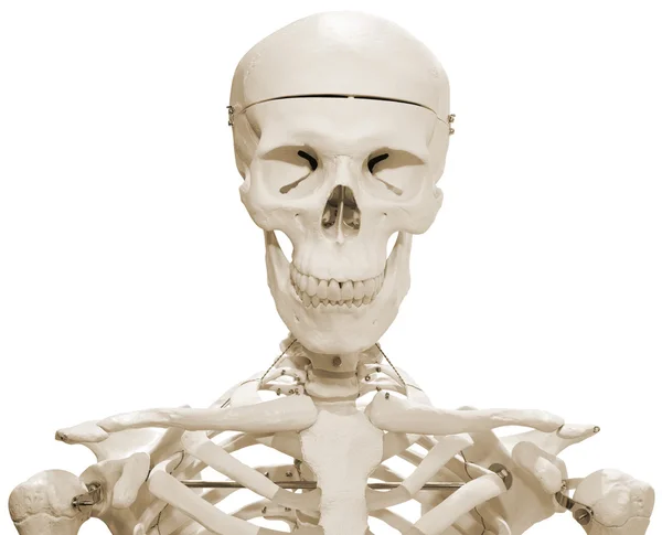 Скелет манекен — стокове фото
