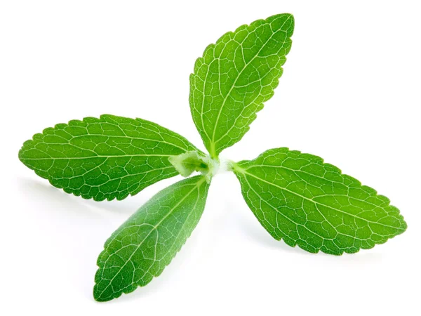 Φυτό stevia — Φωτογραφία Αρχείου
