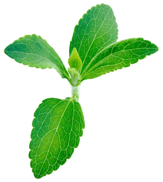Rostlina stevia rebaudiana — Stock fotografie