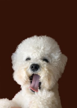 Bichon Frise Yawns