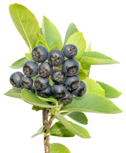 stock image Aronia cutout