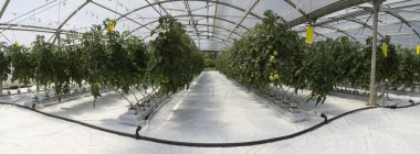 Inside the greenhouse clipart