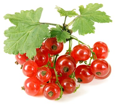 Red currant clipart
