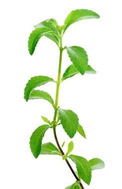 Stevia plant clipart