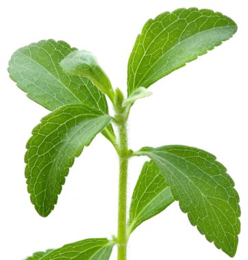 Stevia plant clipart