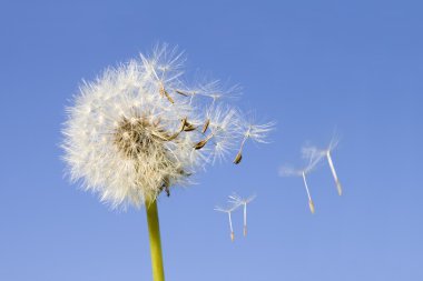 Dandelion seeds clipart