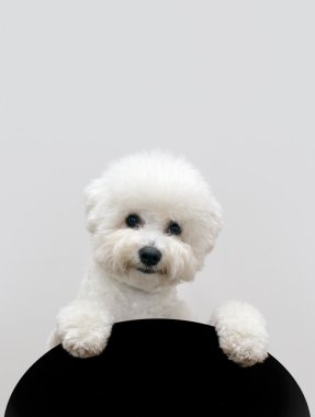 Bichon dog clipart