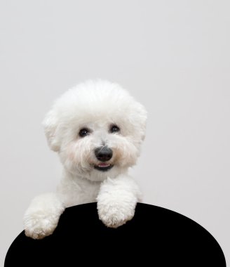 Bichon frise clipart